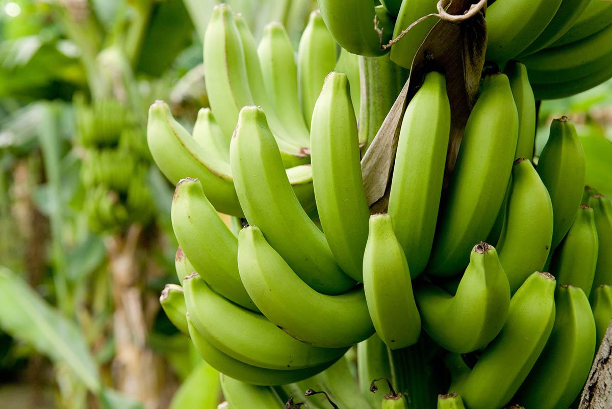 platano 2