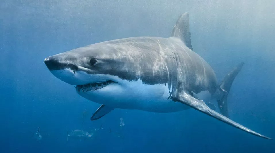tiburones