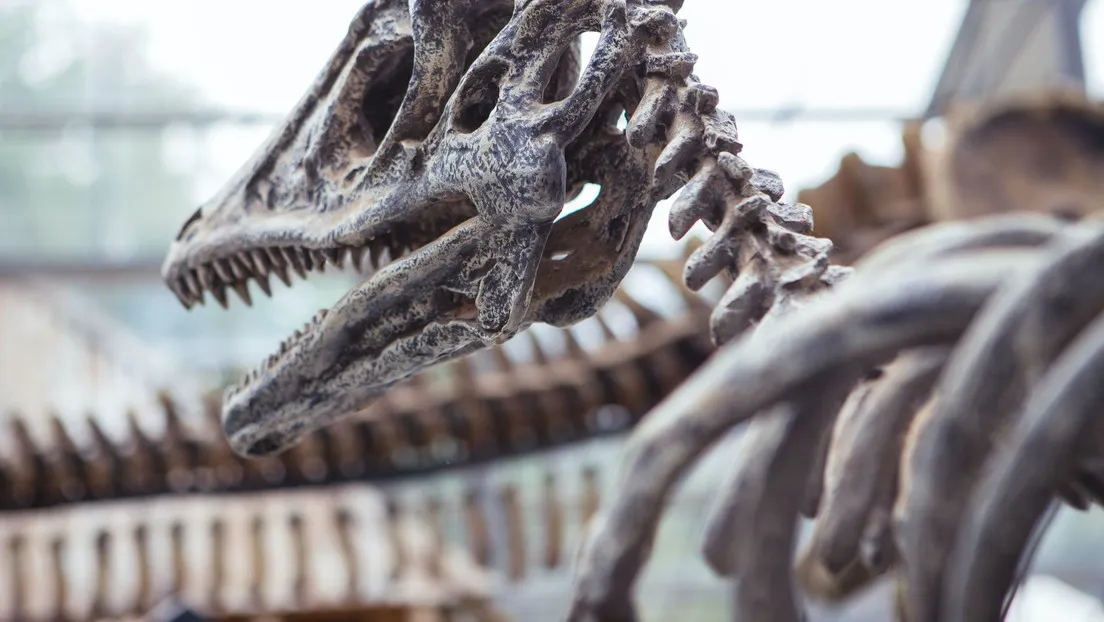 dinosau