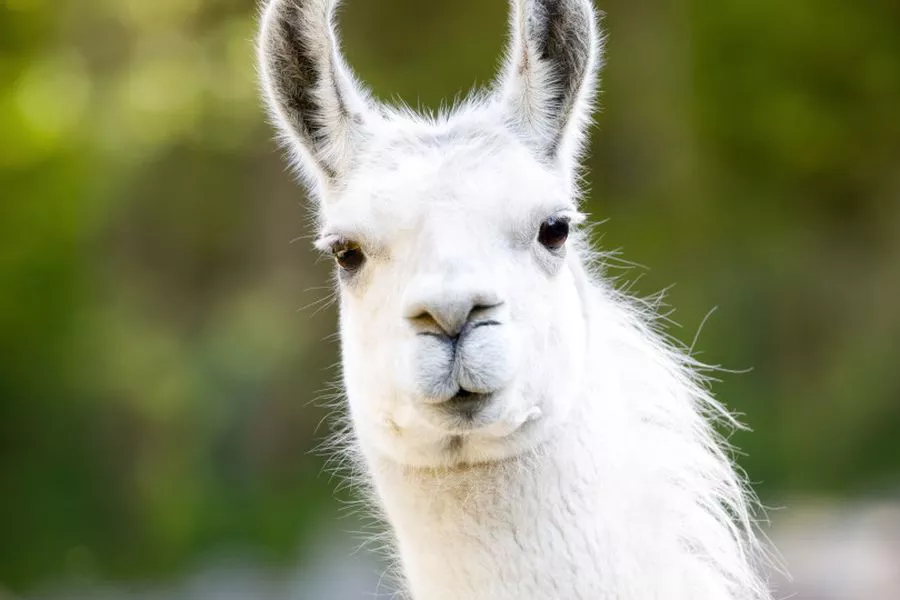 alpaca