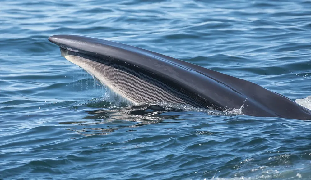 ballena sei