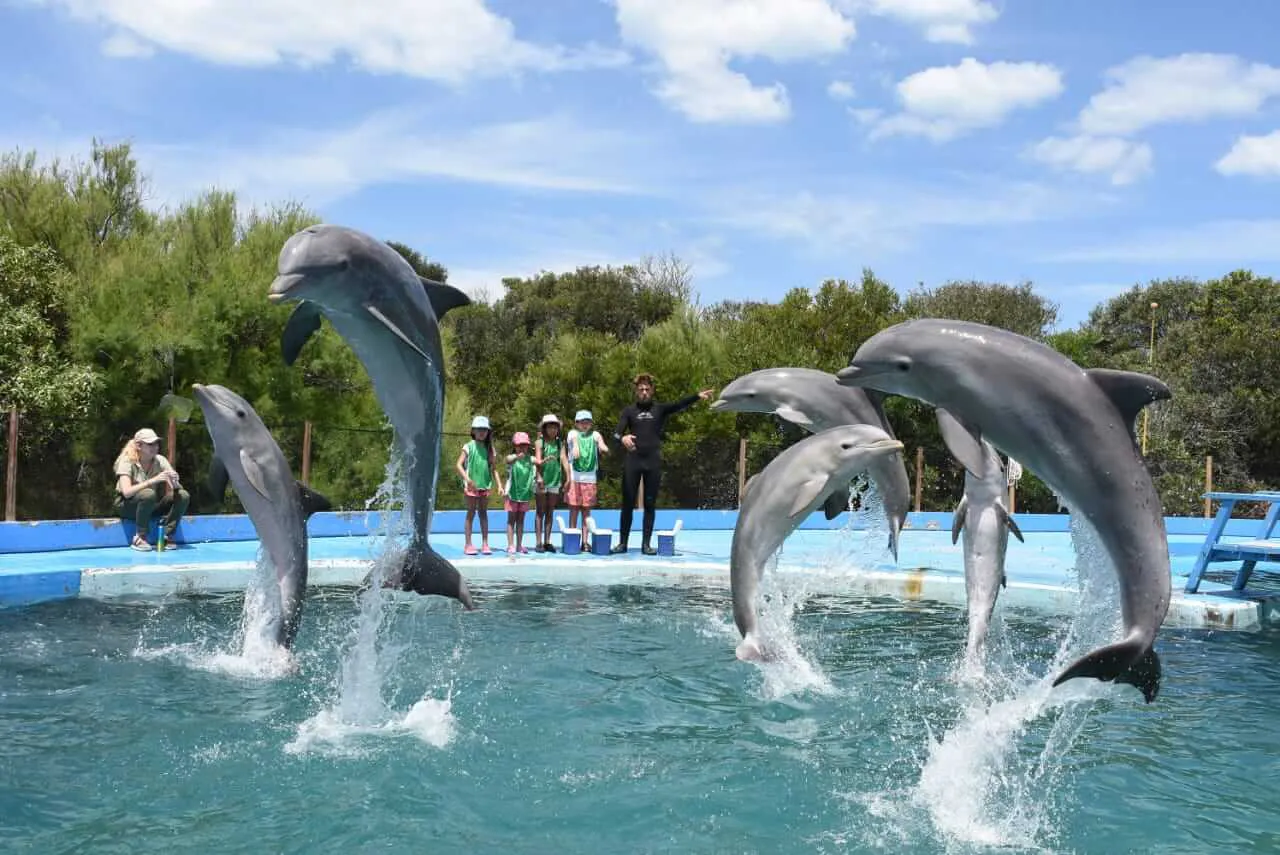 delfines-seco-experiencia acuario
