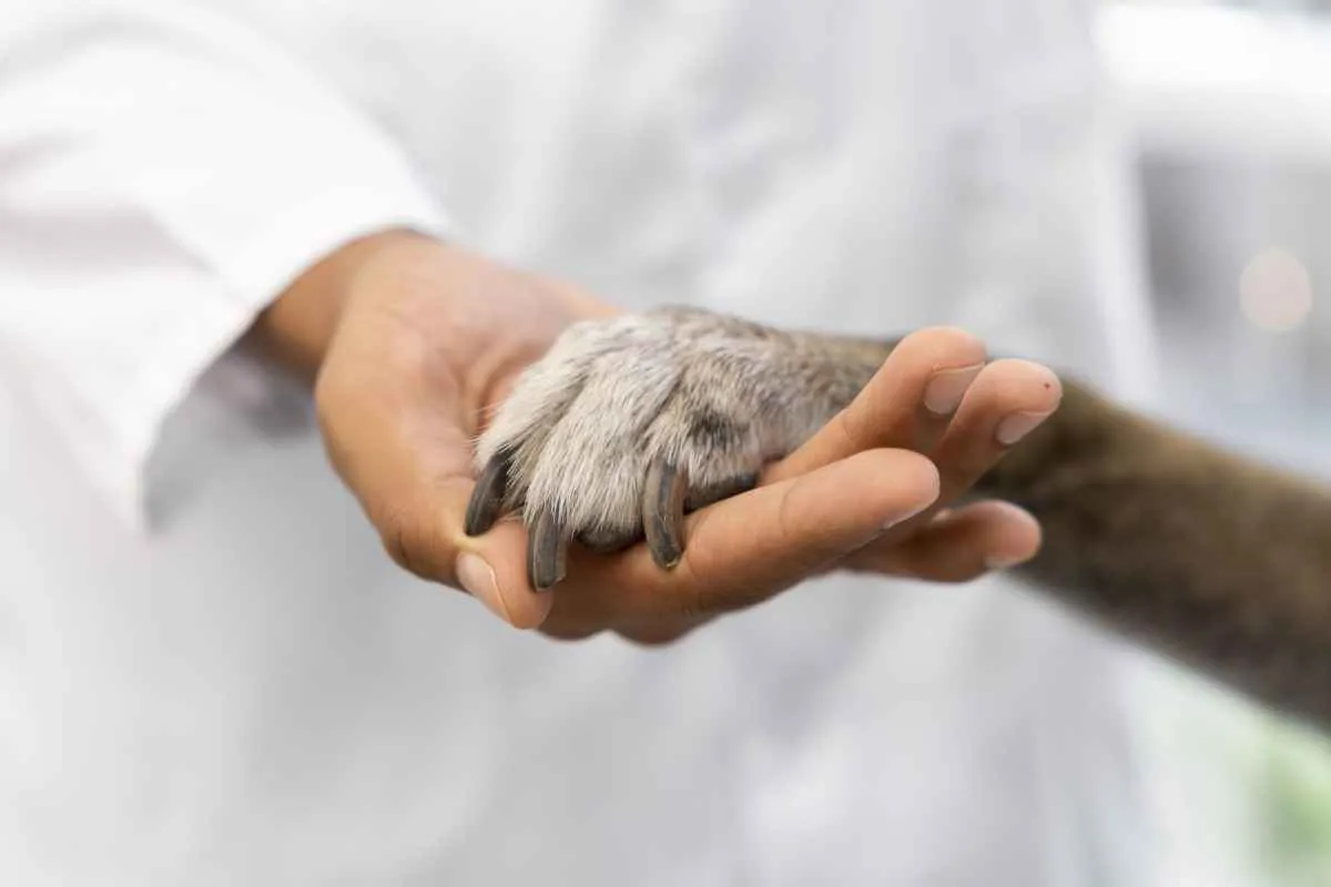 animales mascotas zoonosis