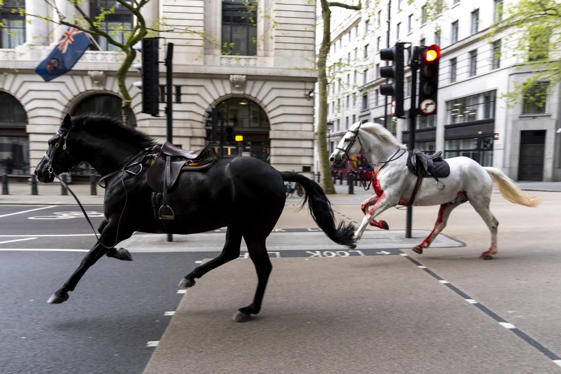 caballos