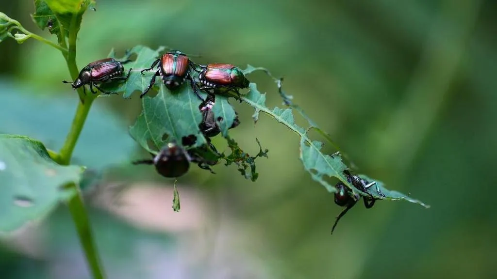 insectos