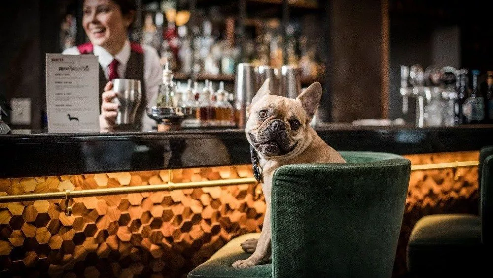 0805bar-canino-1213834